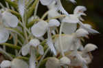 White fringed orchid